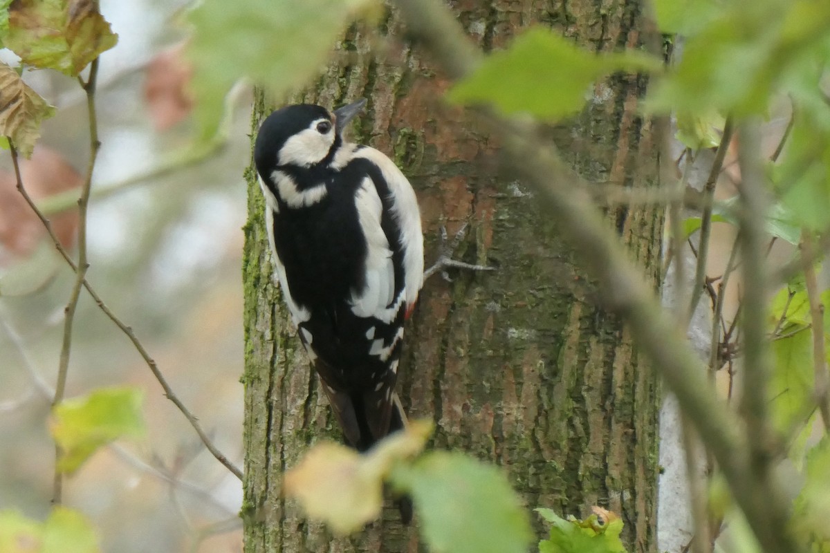 Great Spotted Woodpecker - ML645779417