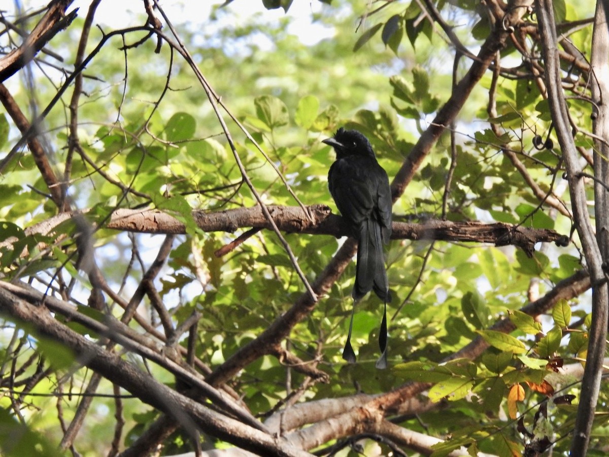 drongo vlajkový - ML645779418