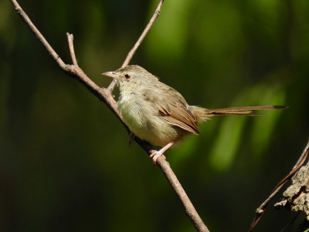 Brown Prinia - ML645779425