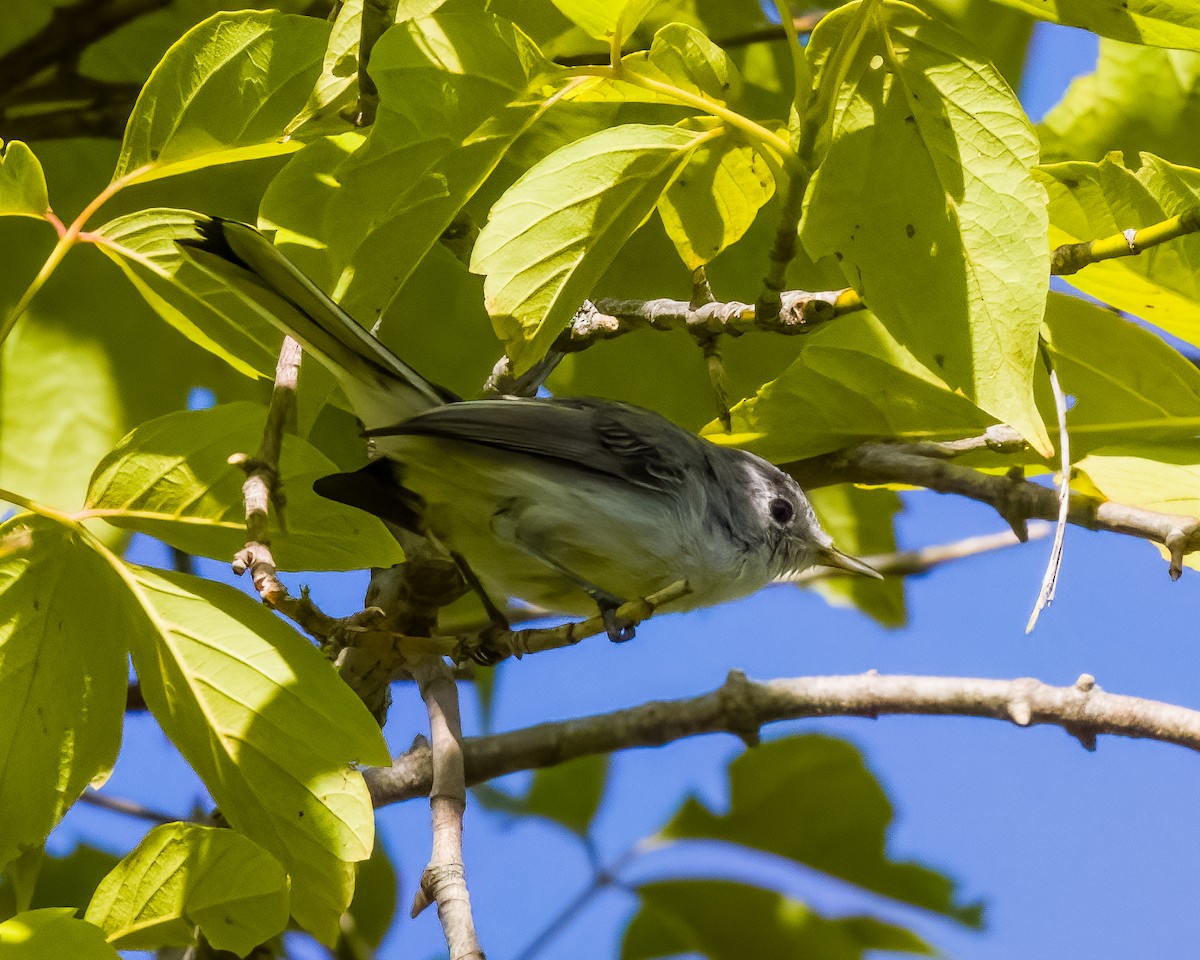 Blue-gray Gnatcatcher - ML645779442