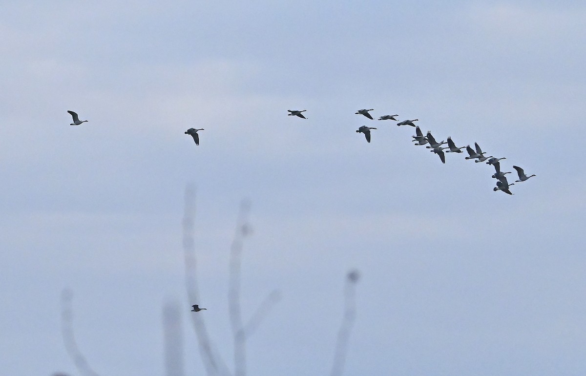 Barnacla Canadiense Grande - ML645779443