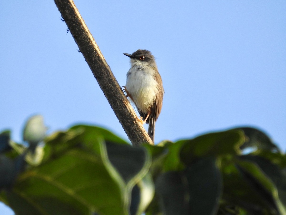 Gray-breasted Prinia - ML645779445