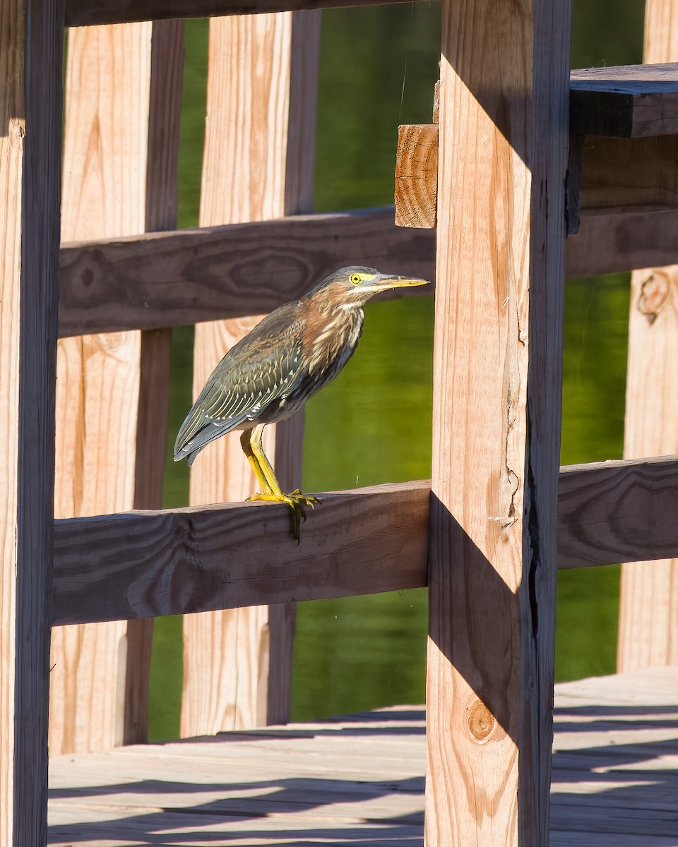 Green Heron - ML645779448