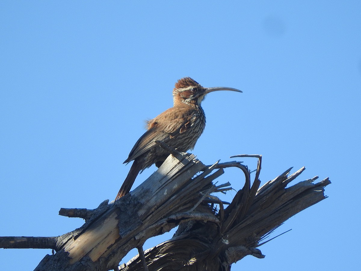 Scimitar-billed Woodcreeper - ML645779449