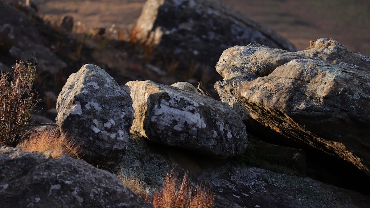 Red-throated Wryneck - ML645779453