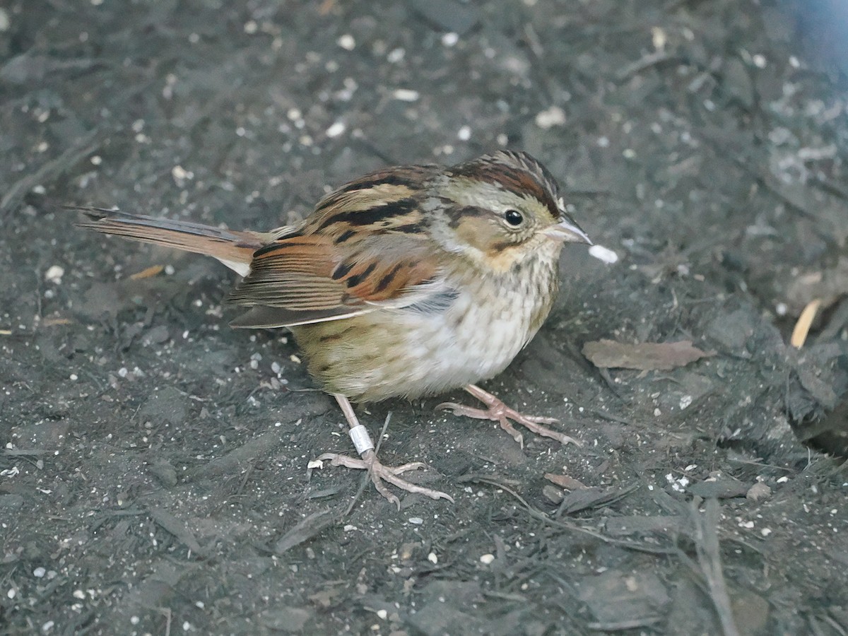 Swamp Sparrow - ML645779456