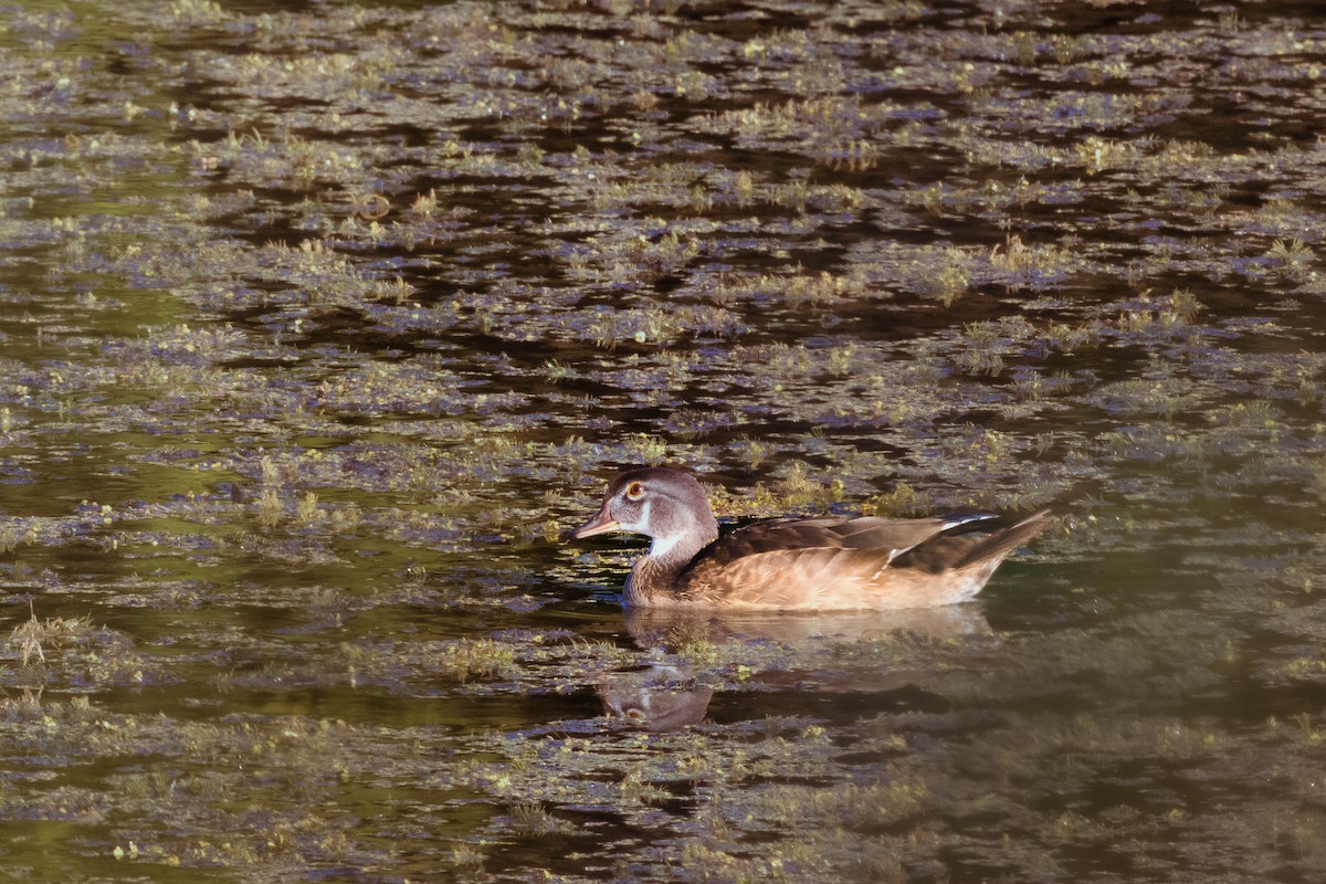 美洲鴛鴦 - ML645779457