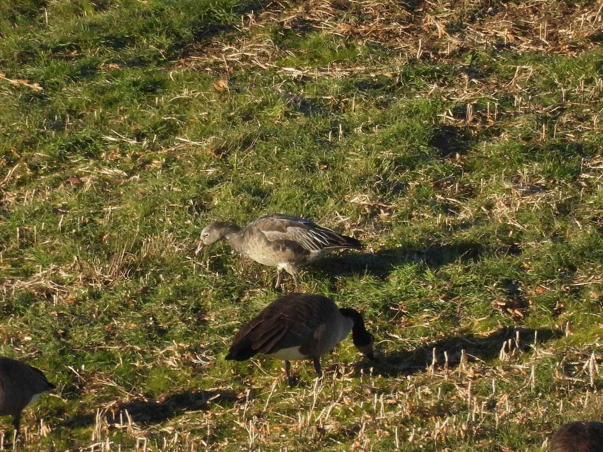 husa sněžní - ML645779464