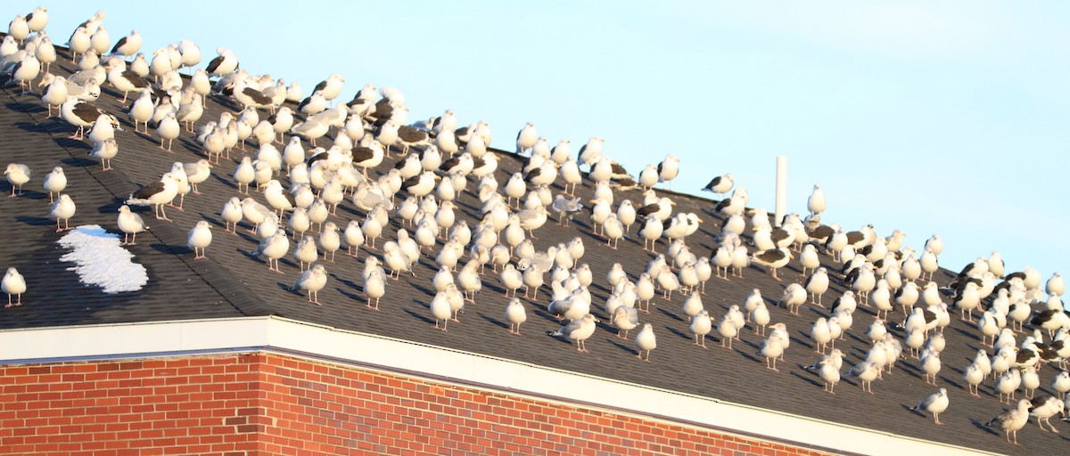 American Herring Gull - ML645779466
