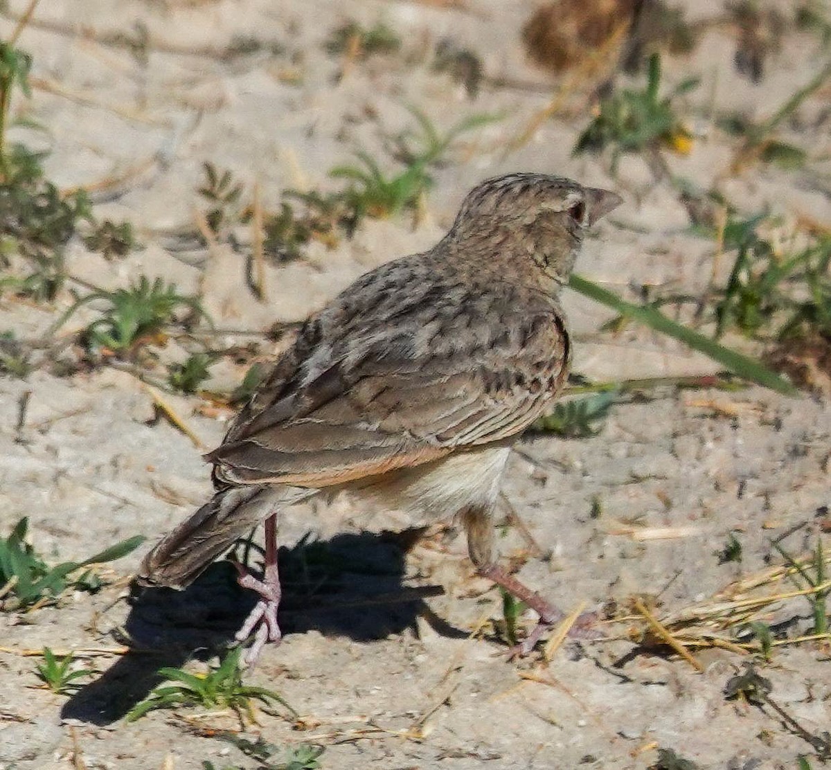 Ostklapperlerche - ML645779468