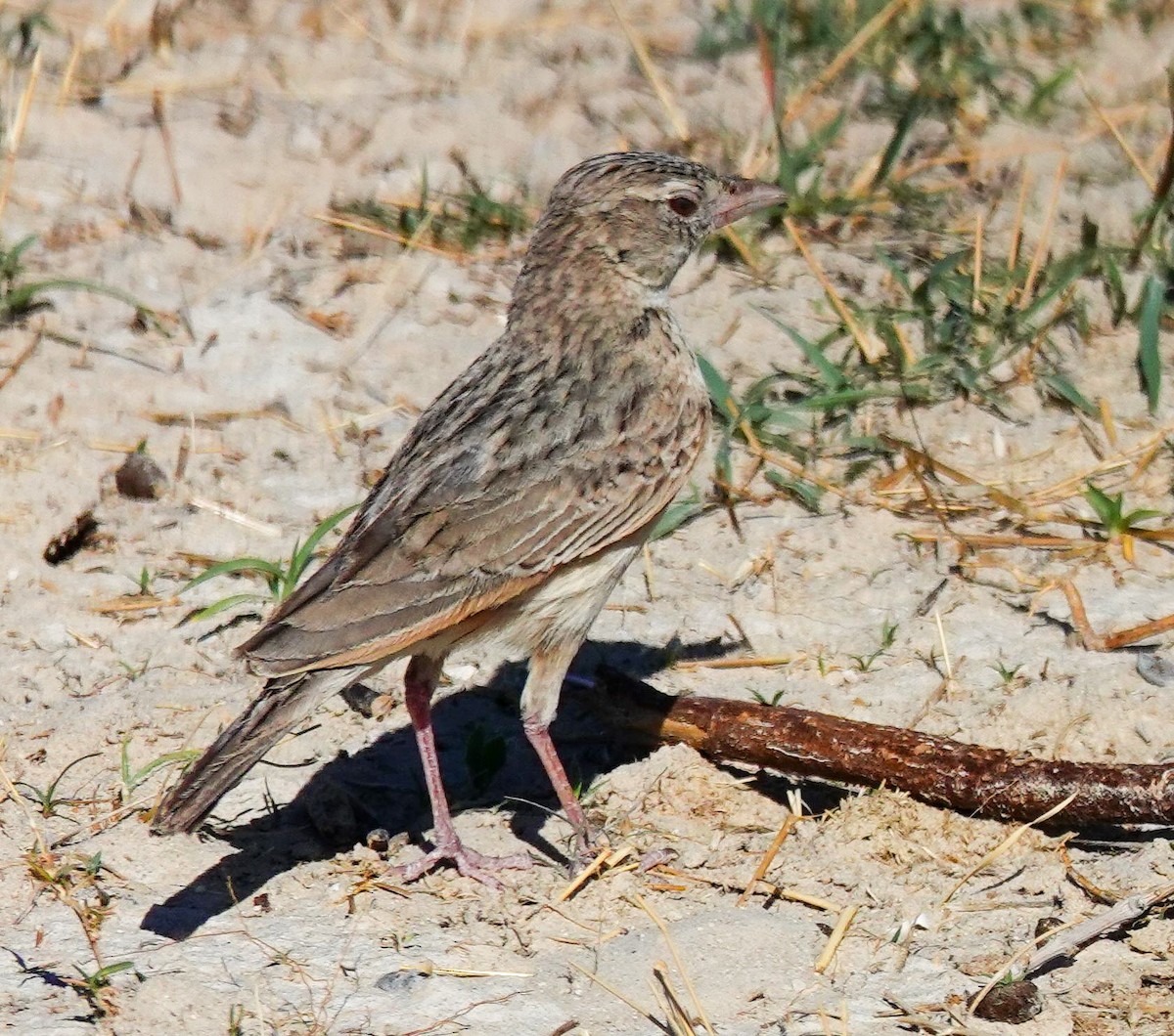 Ostklapperlerche - ML645779469