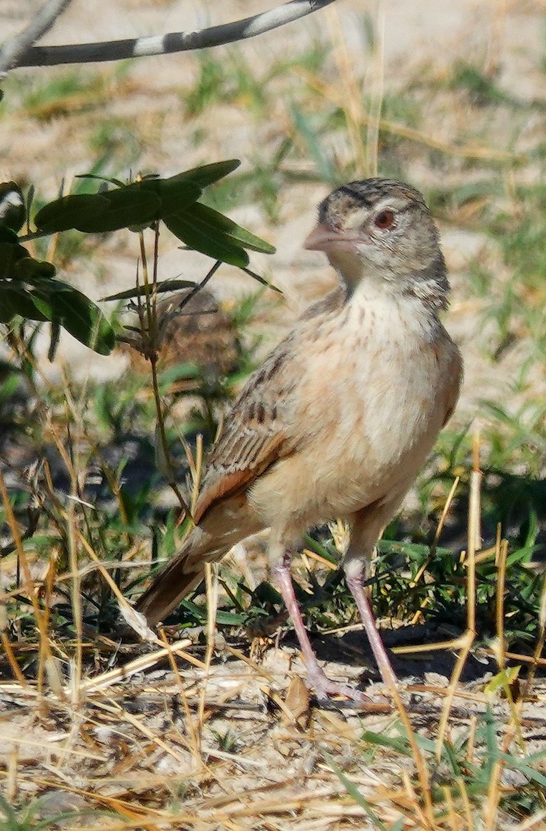 Ostklapperlerche - ML645779470