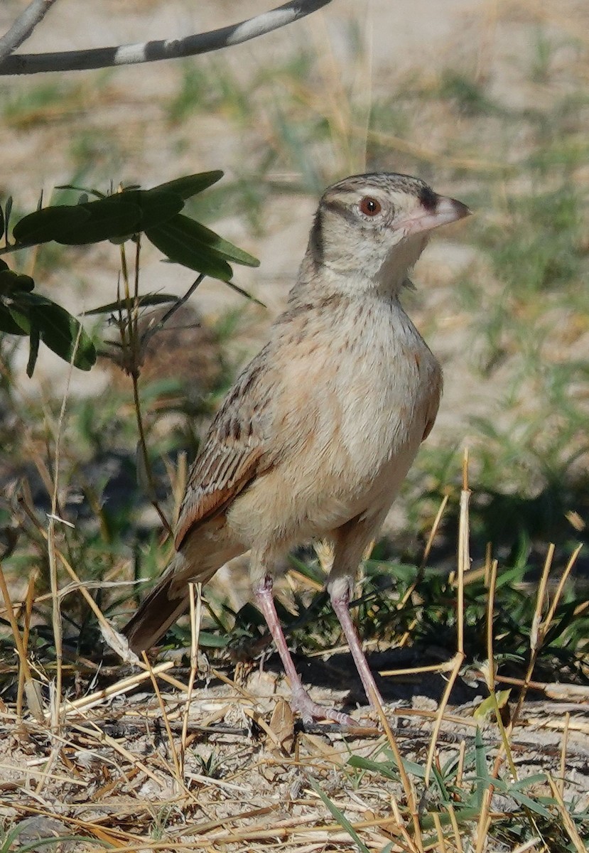 Ostklapperlerche - ML645779471