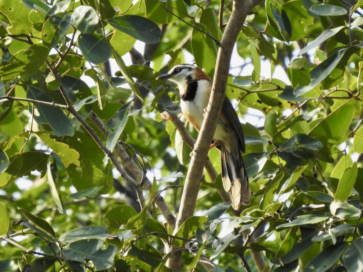 Lesser Necklaced Laughingthrush - ML645779473