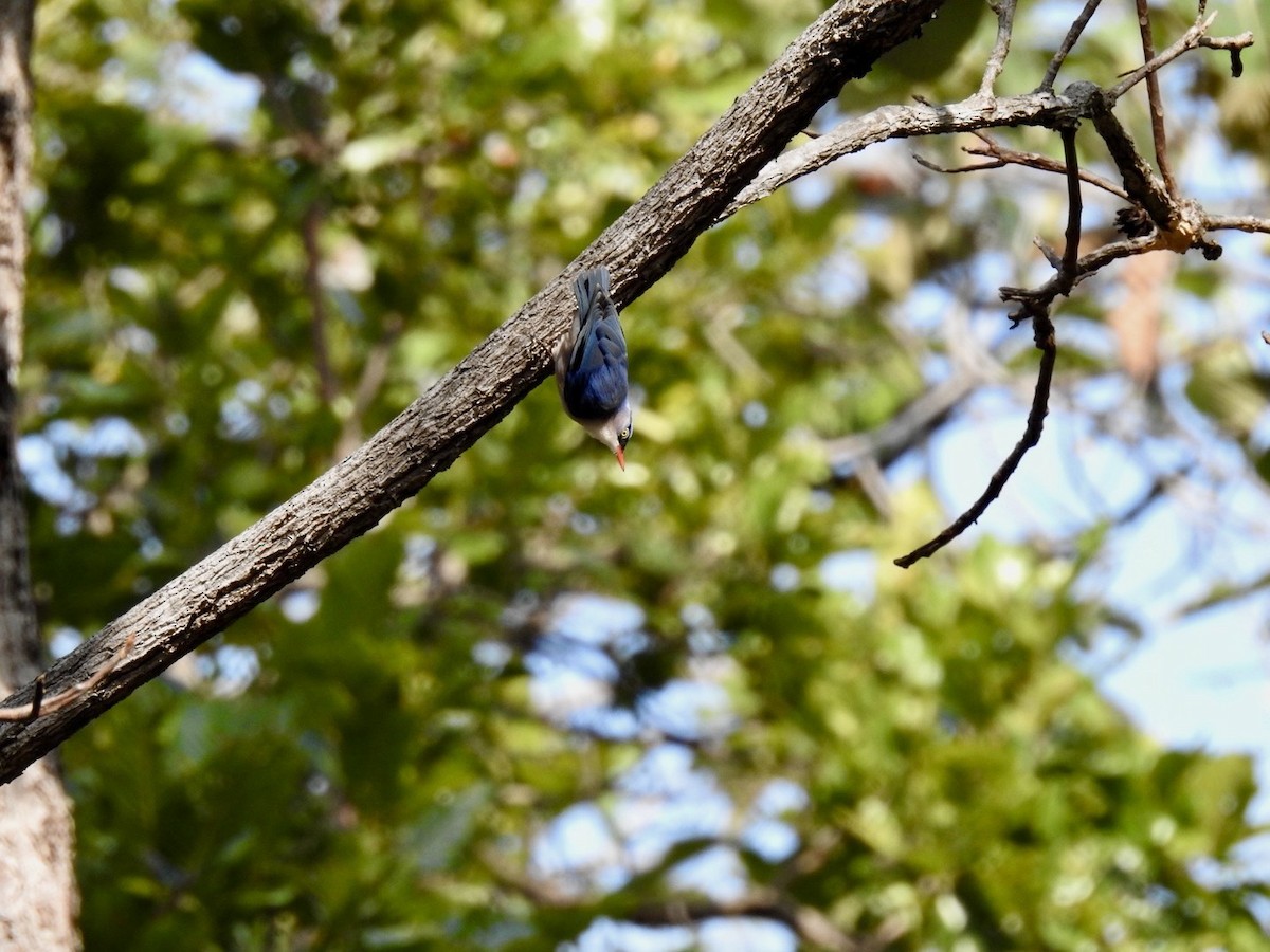 Velvet-fronted Nuthatch - ML645779497