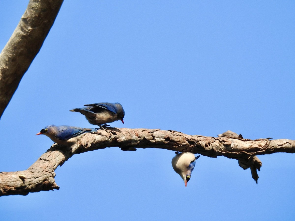 Velvet-fronted Nuthatch - ML645779498