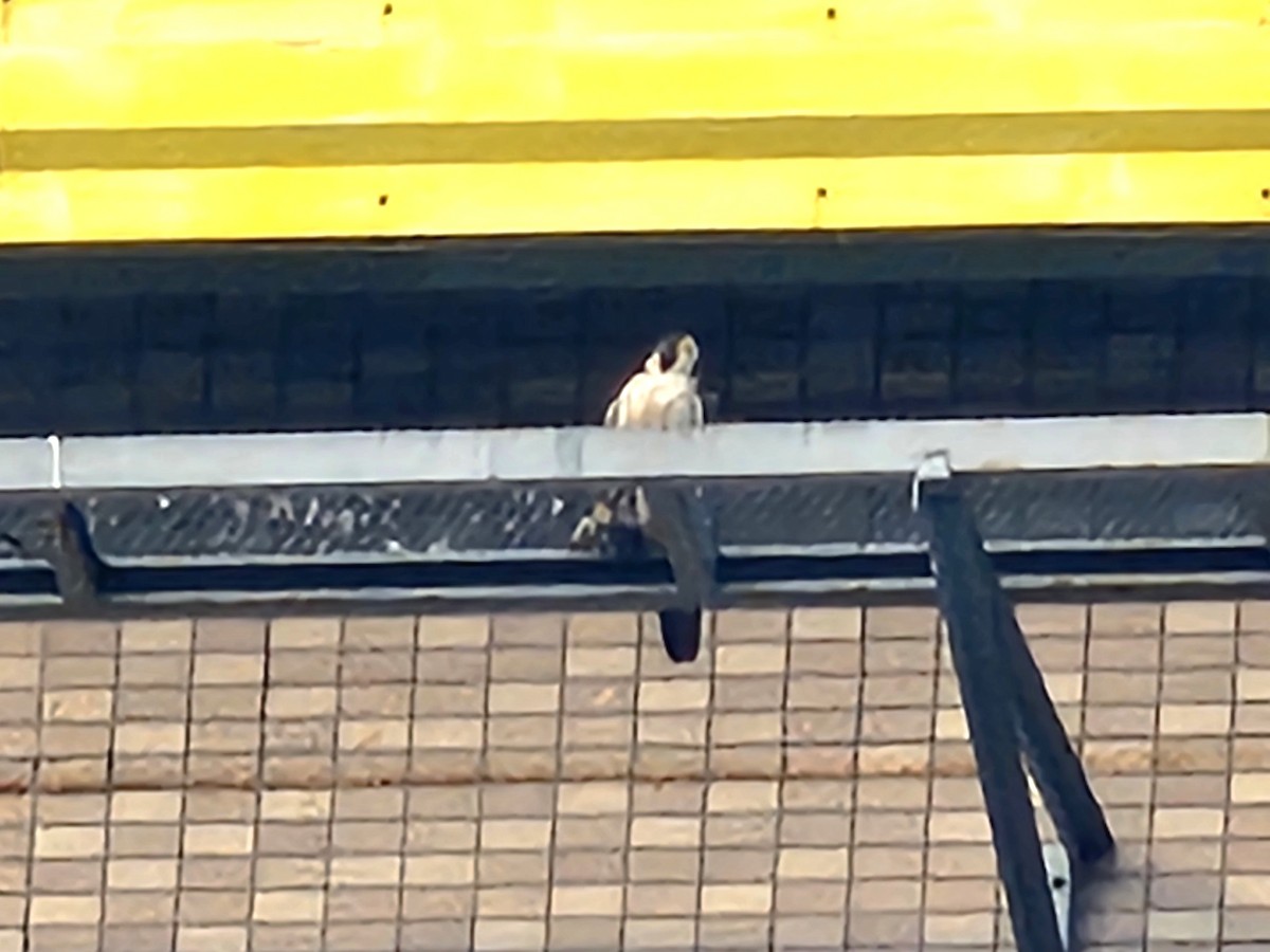 Peregrine Falcon - ML645779503