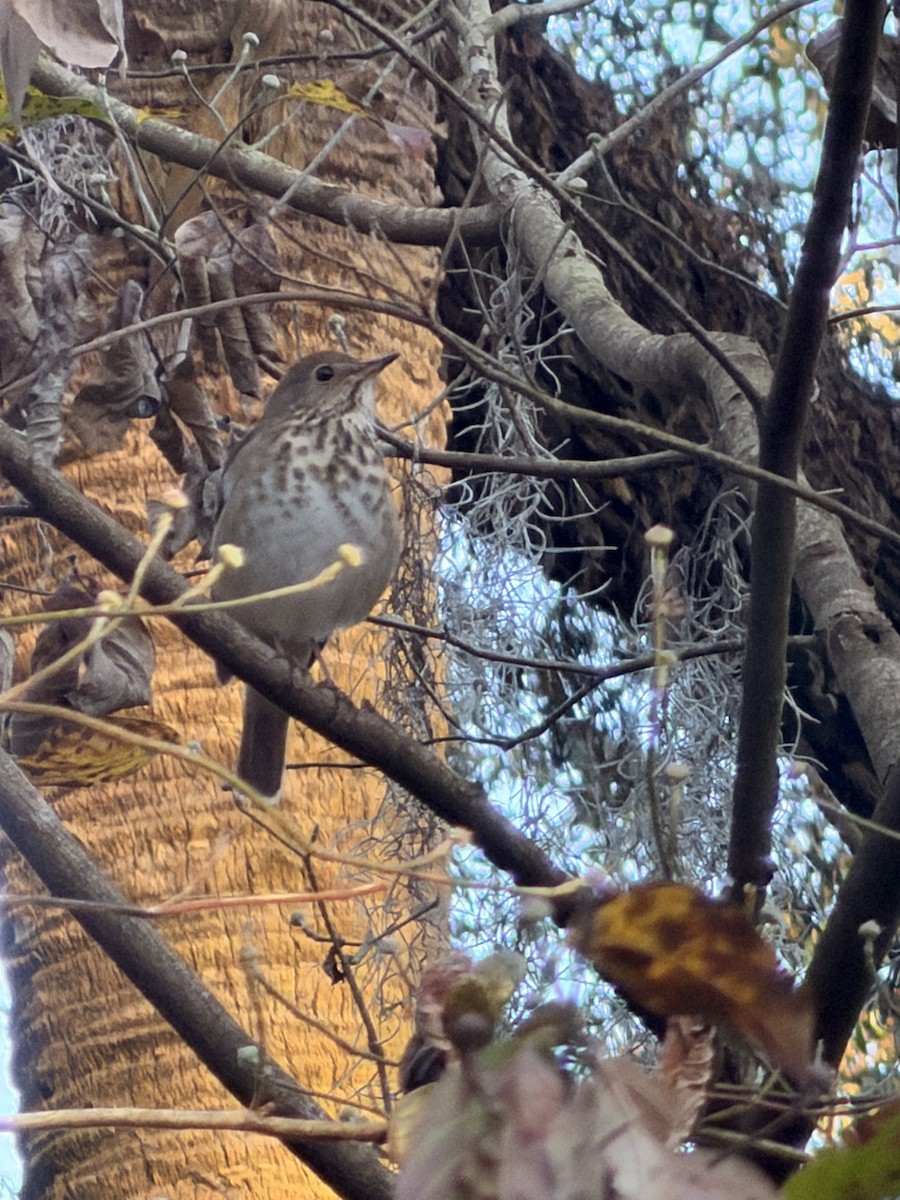 Дрізд-короткодзьоб плямистоволий - ML645779519