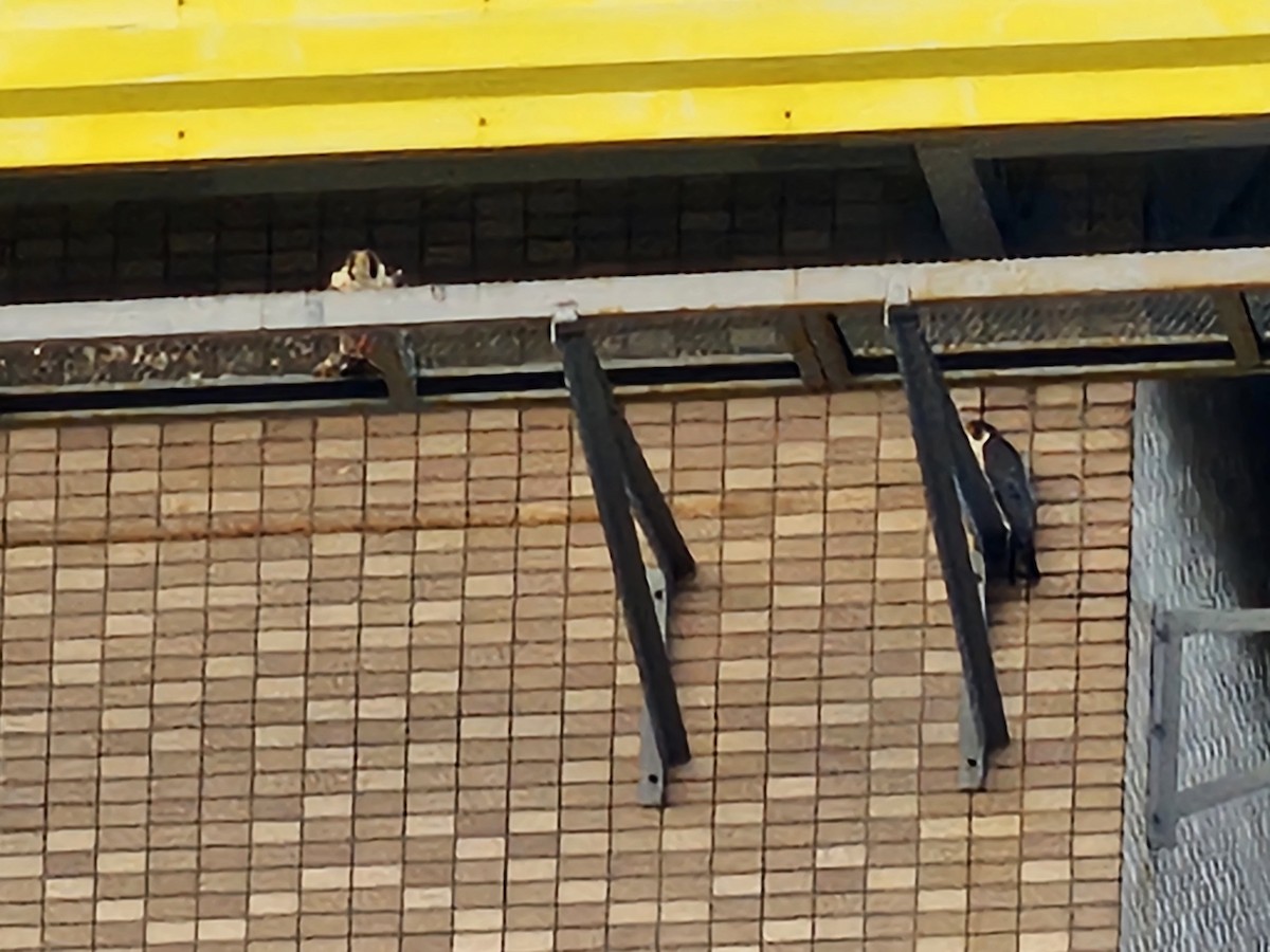 Peregrine Falcon - ML645779522