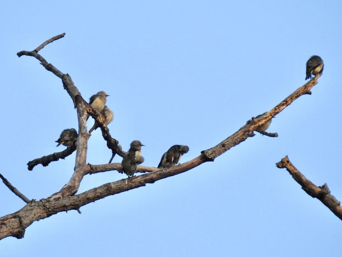 špaček rezavobřichý - ML645779526