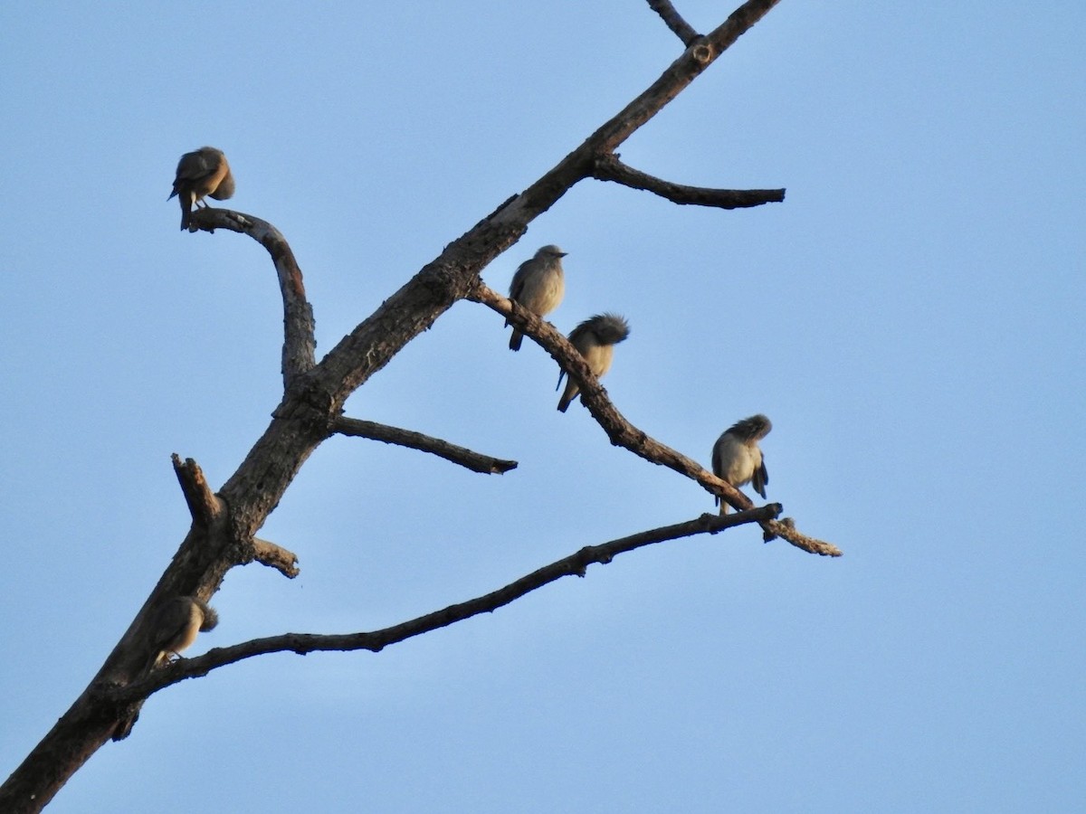 špaček rezavobřichý - ML645779527