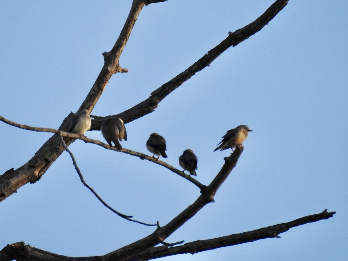 špaček rezavobřichý - ML645779528