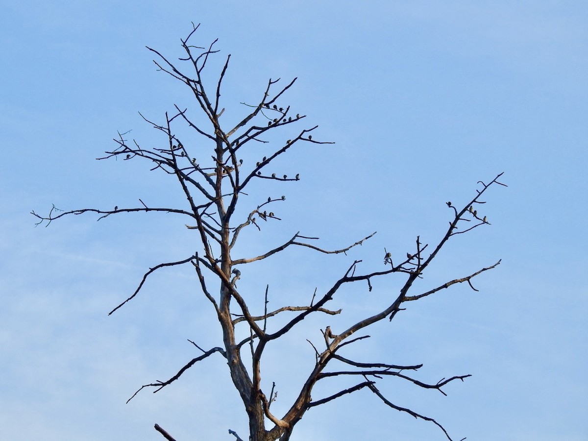 špaček rezavobřichý - ML645779529