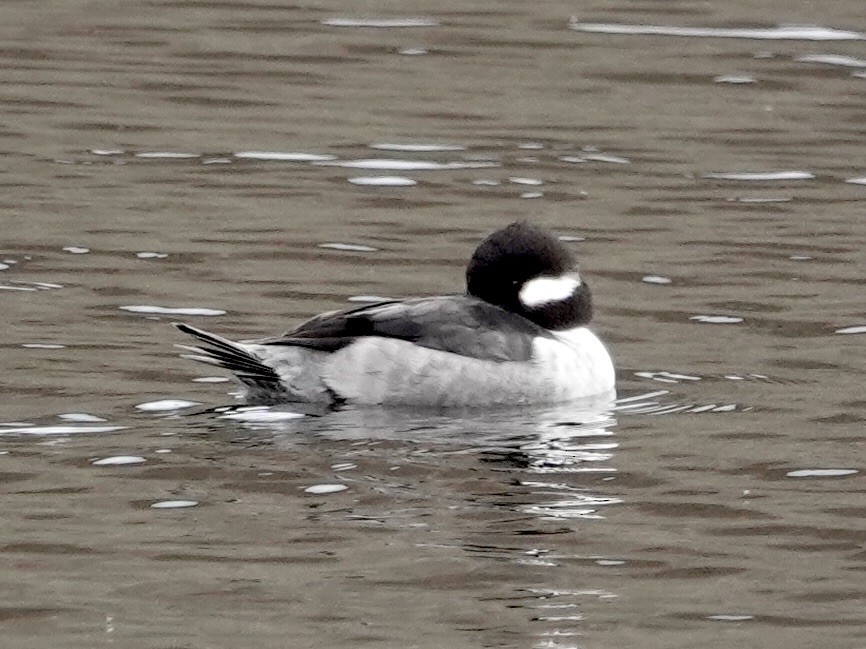 Bufflehead - ML645779536