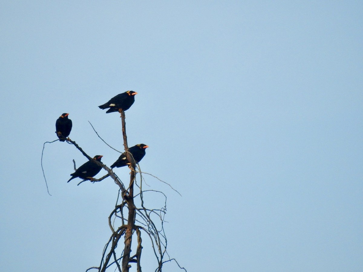 loskuták posvátný - ML645779539