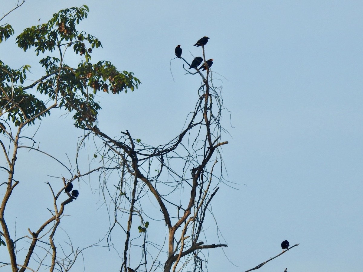 loskuták posvátný - ML645779540