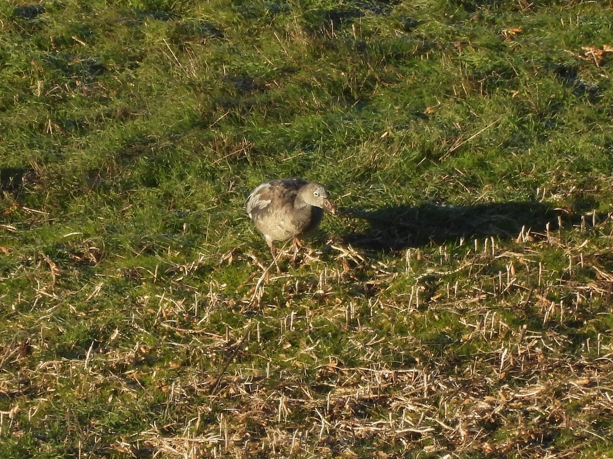 husa sněžní - ML645779542