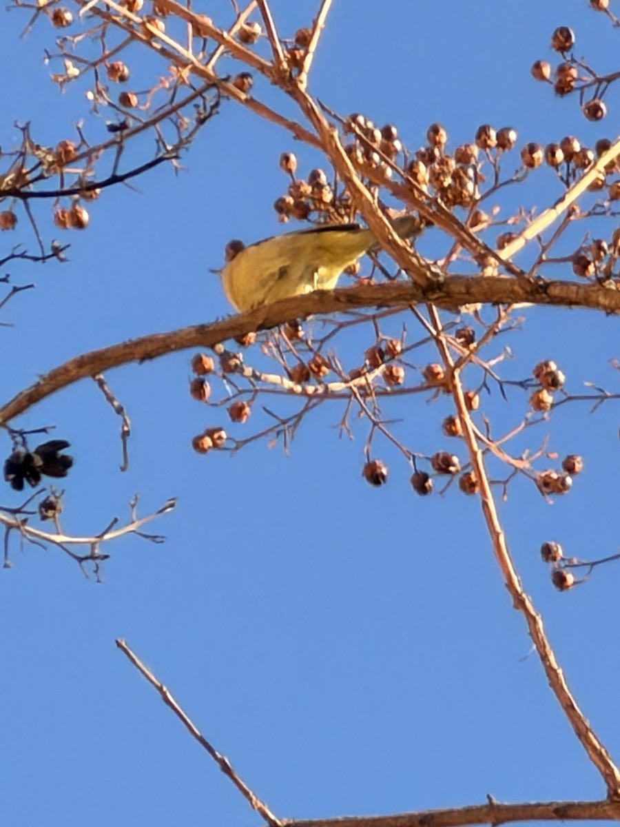 Orange-crowned Warbler - ML645779543