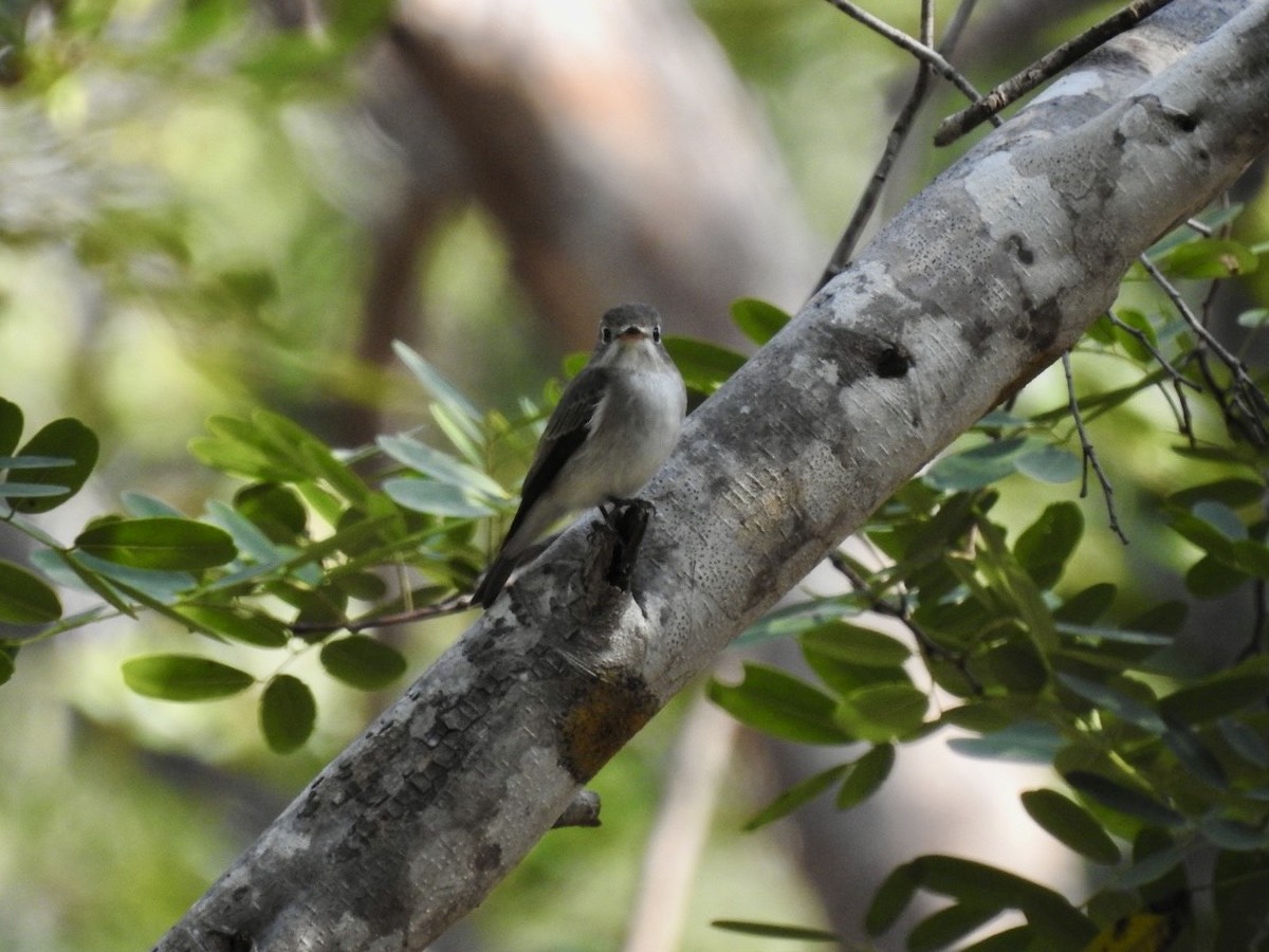 lejsek asijský - ML645779558