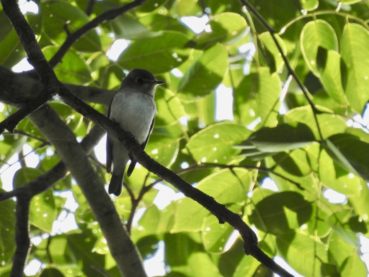 lejsek asijský - ML645779559