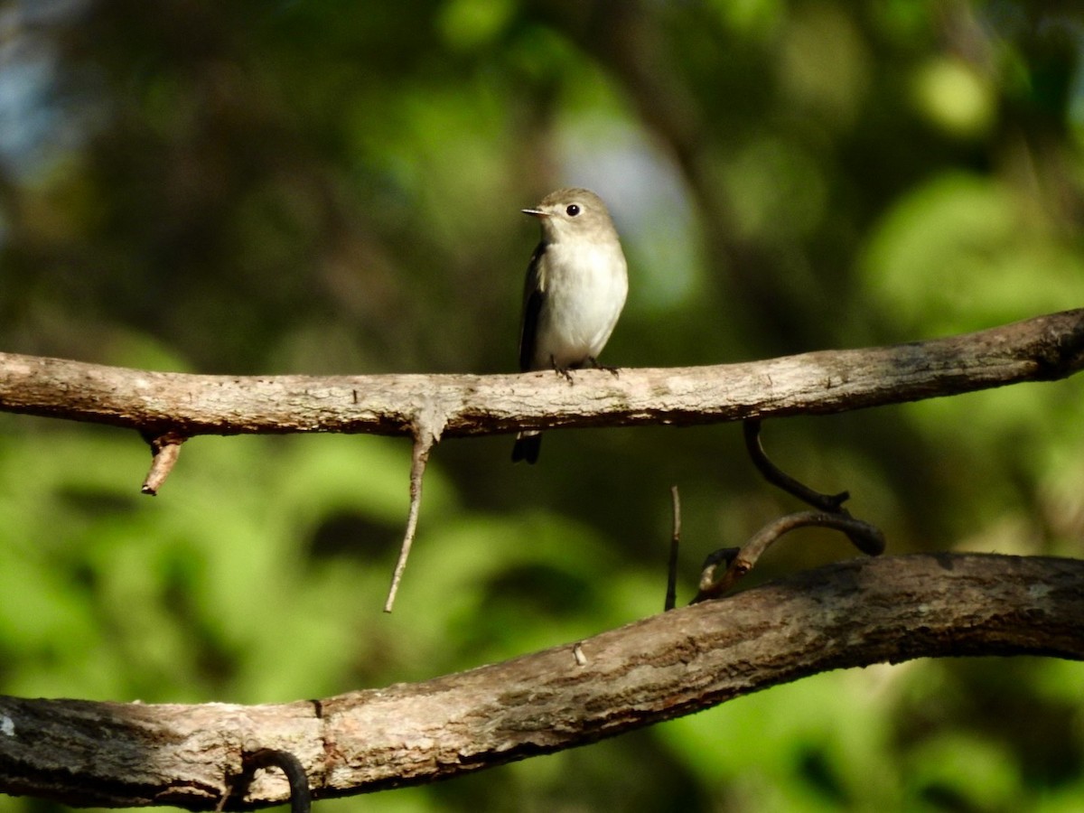 lejsek asijský - ML645779560