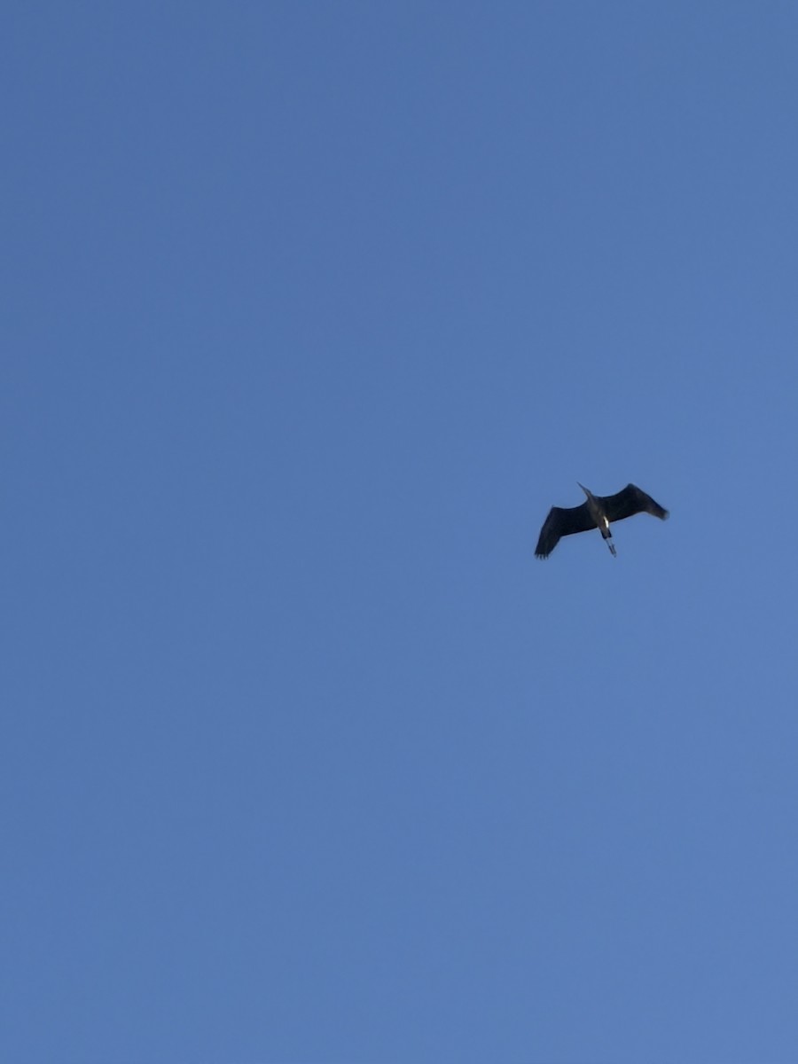 Great Blue Heron - ML645779568