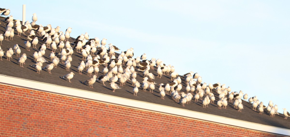 Great Black-backed Gull - ML645779570