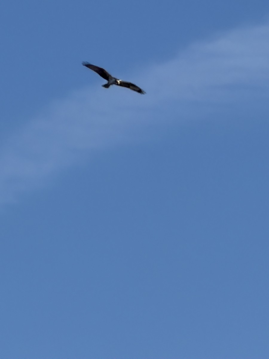 Falco pescatore - ML645779571