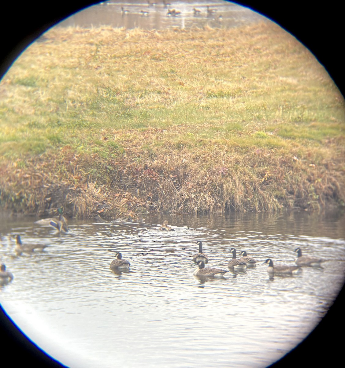 Mallard - ML645779573