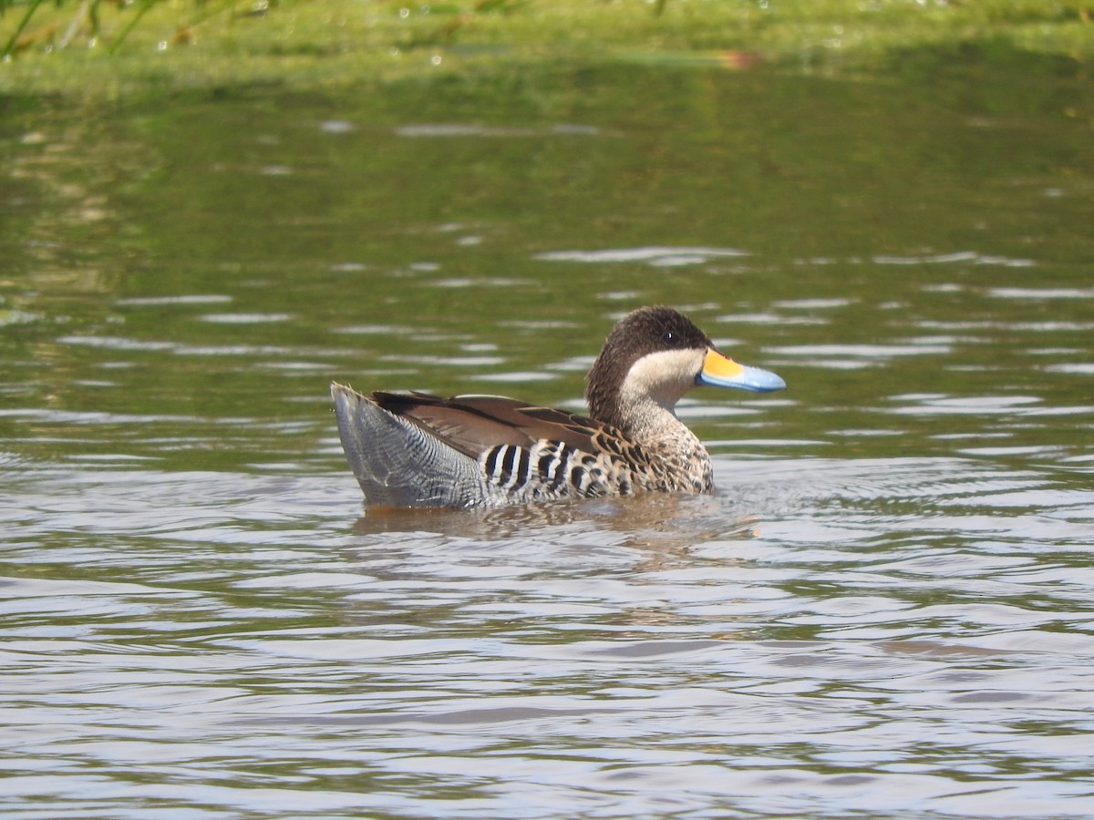 Silver Teal - ML645779576