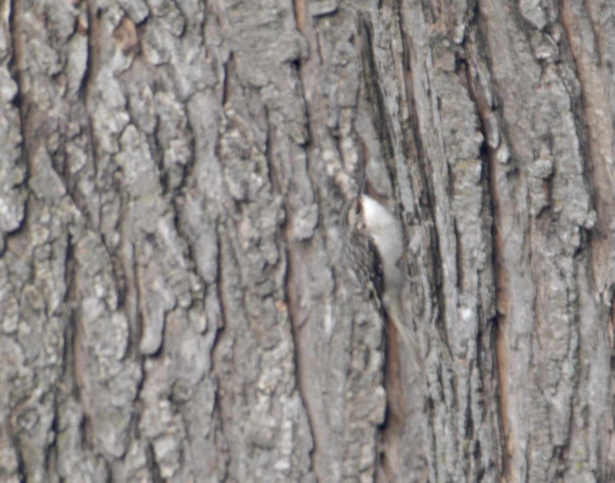 Brown Creeper - ML645779581