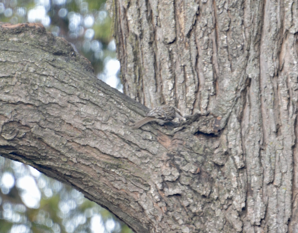 Brown Creeper - ML645779582