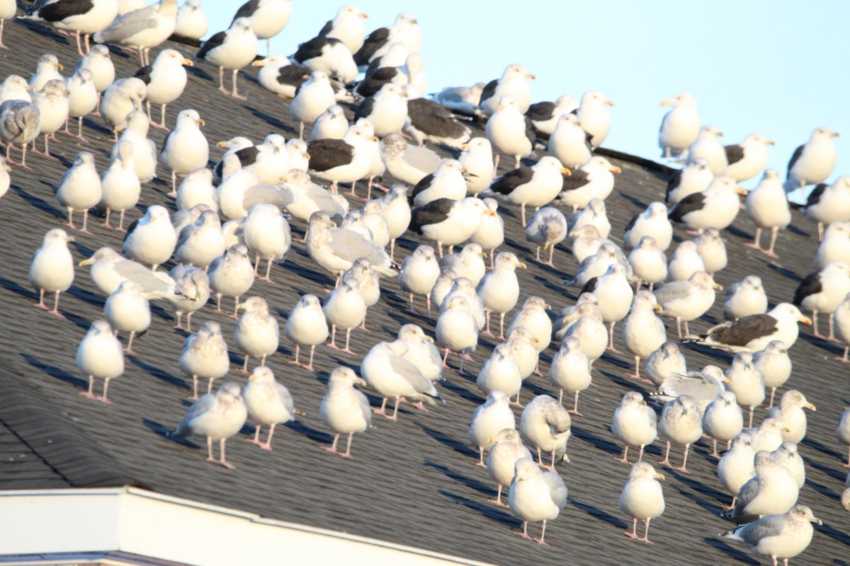Great Black-backed Gull - ML645779583