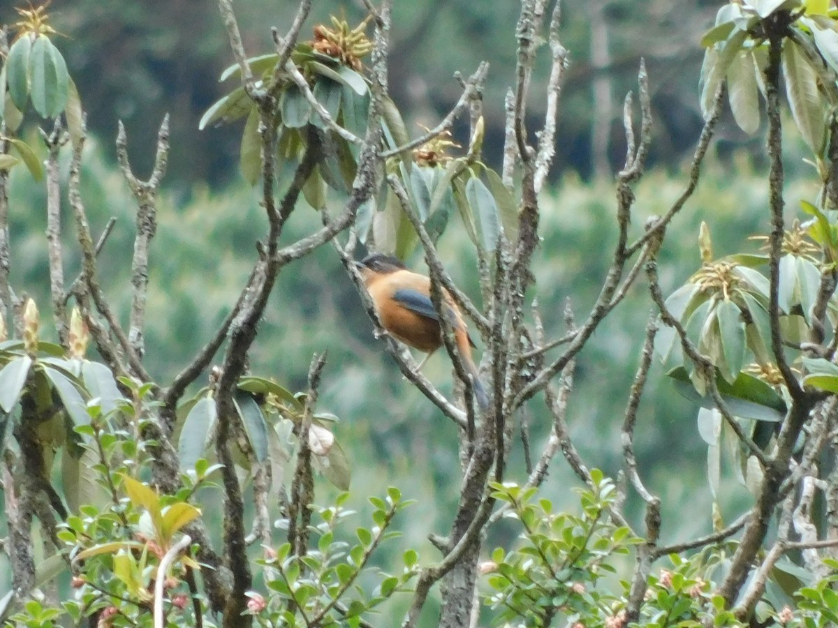 Rufous Sibia - ML645779584