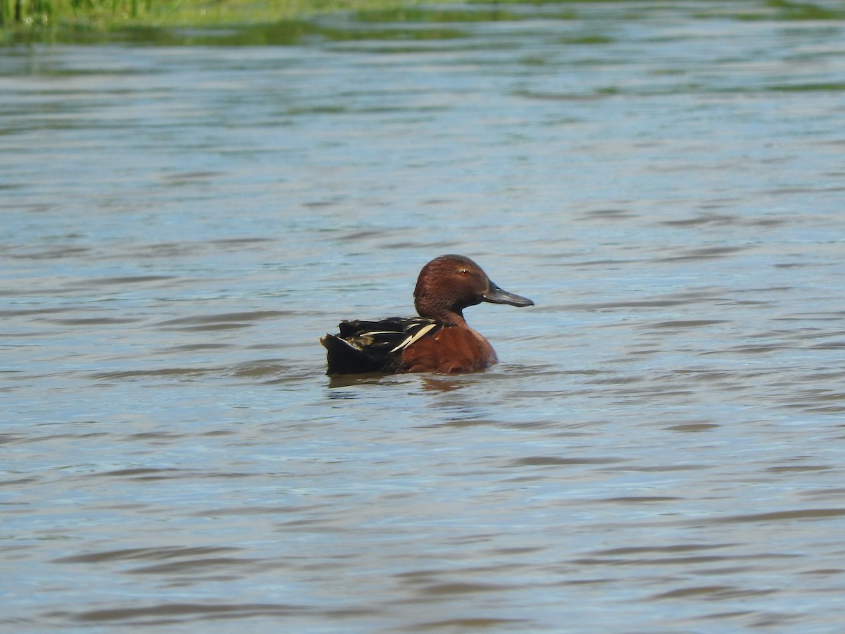 Cinnamon Teal - ML645779585