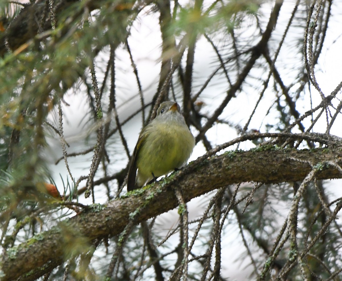 Hammond's Flycatcher - ML645779586