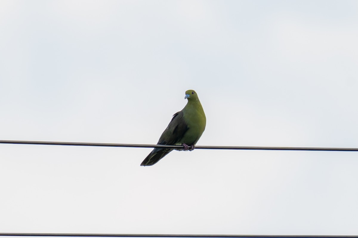 紅頭綠鳩(琉球) - ML645779587