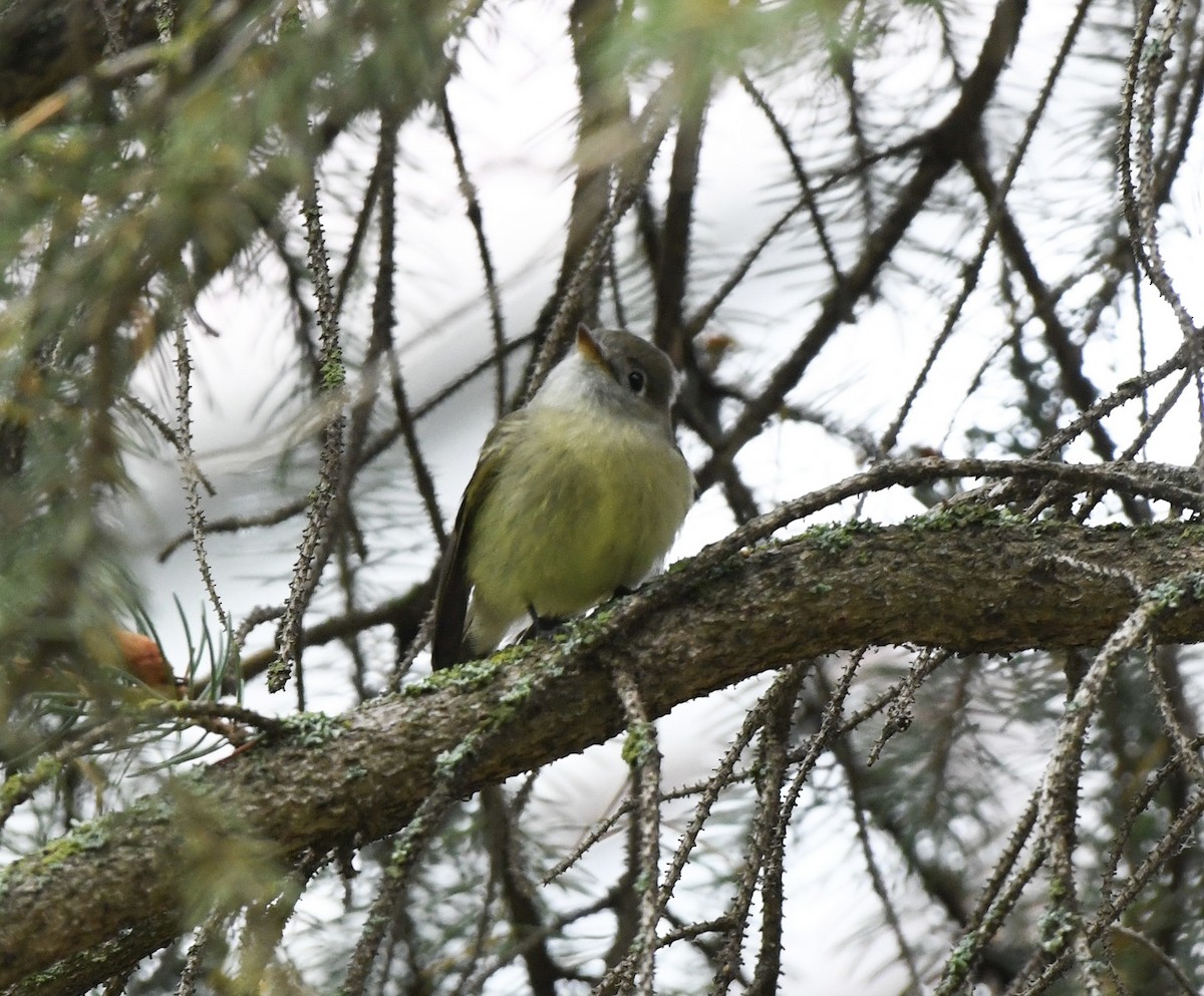 Hammond's Flycatcher - ML645779589