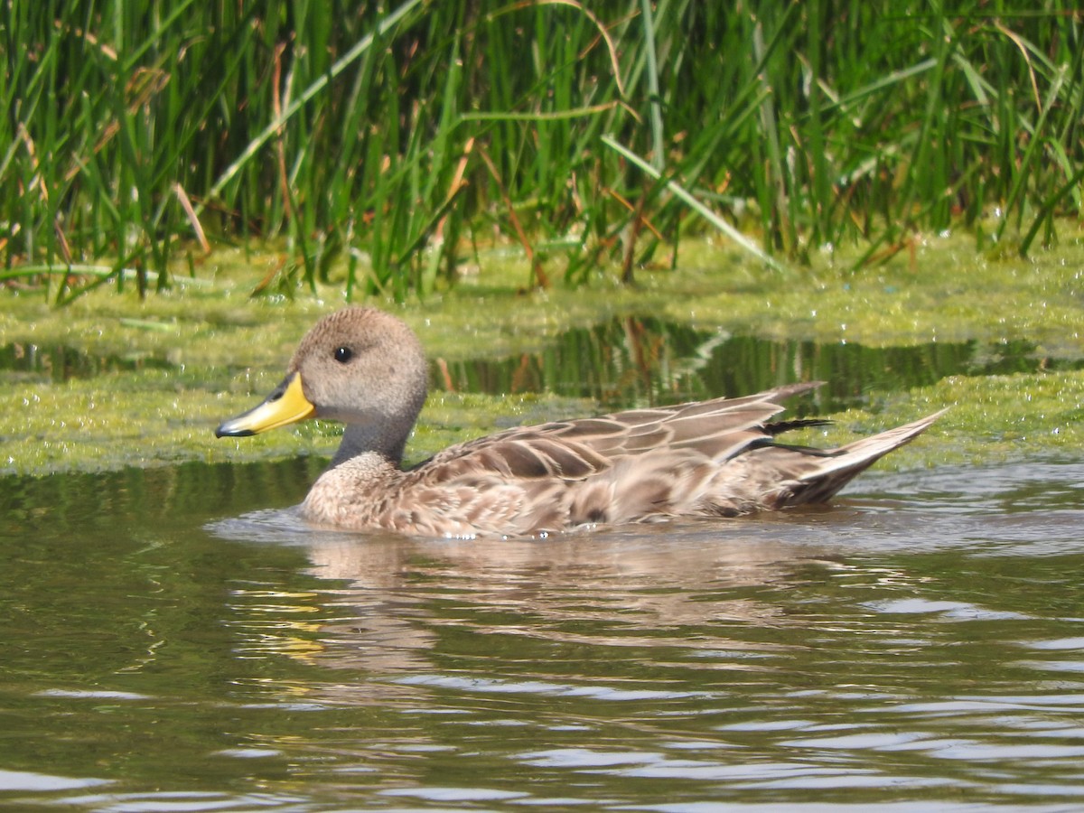 Yellow-billed Pintail - ML645779590