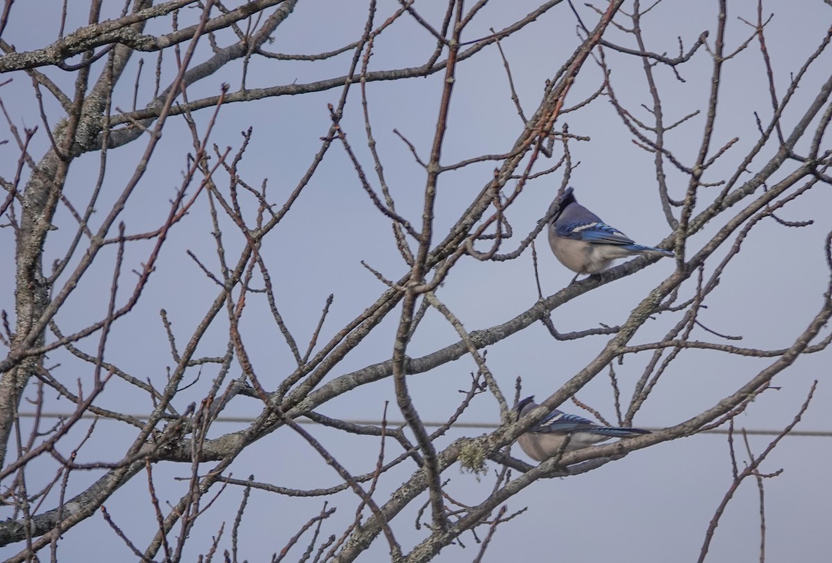 Blue Jay - ML645779591